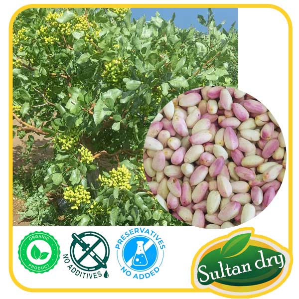 sultan-peste پسته شاه پسند - تصویر 1